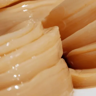 Kombucha SCOBY van dichtbij
